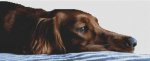 (image for) Tired Irish Setter